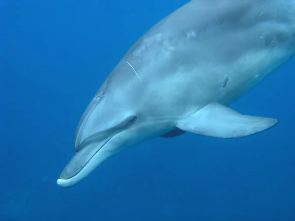 Golfinhos Peixes Aquáticos Animais Marinhos — Fotografia de Stock