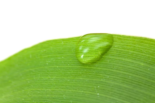 Water Drops Leaf Isolated — Stock Photo, Image