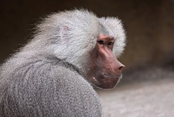 Monkey Animal Primate Mammal — Stock Photo, Image