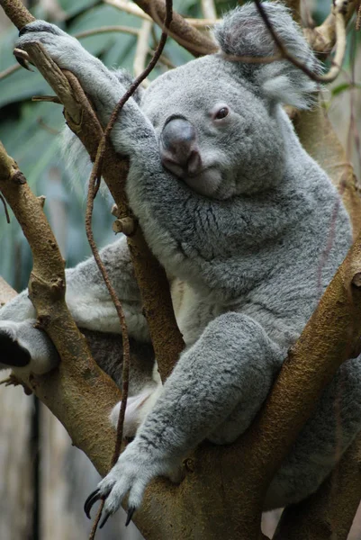 Koala Niedźwiedź Dzika Przyroda Drzewo Zwierzę — Zdjęcie stockowe