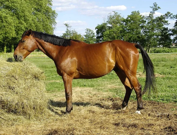 Horses Outdoors Daytime — Stock Photo, Image