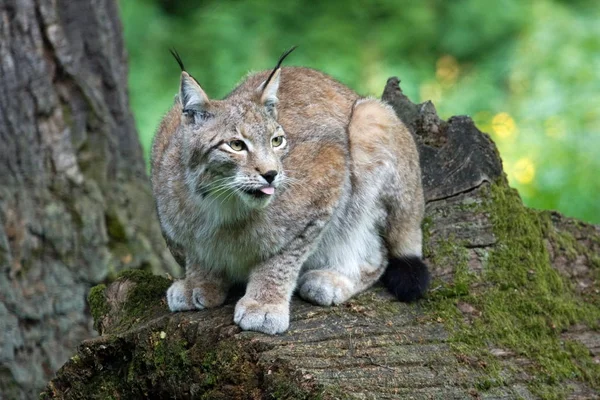 Lince Selvagem Animal Natureza Grande Gata — Fotografia de Stock