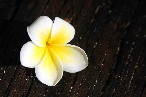 Frangipani Plumeria Blumenblätter — Stockfoto