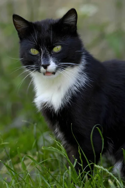 Piękny Ciekawy Kotek — Zdjęcie stockowe