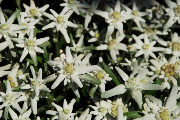 Branco Edelweiss Wildflowers Pétalas — Fotografia de Stock