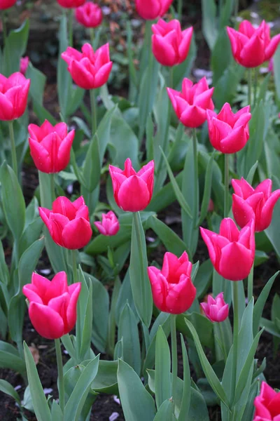 Vackra Våren Tulpaner Blommor Flora — Stockfoto