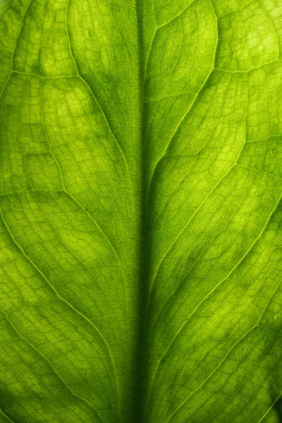 Folhas Verdes Flora Botânica — Fotografia de Stock