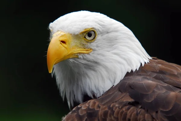 Scenic View Majestic Bald Eagle Wild Nature — Stock Photo, Image