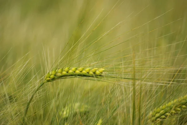 Pole Kukurydzy Rolniczej Grunty Rolne — Zdjęcie stockowe
