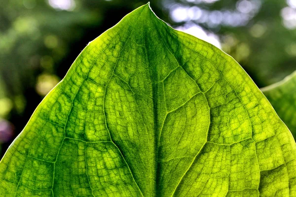 Liście Zielone Flora Botaniczna — Zdjęcie stockowe