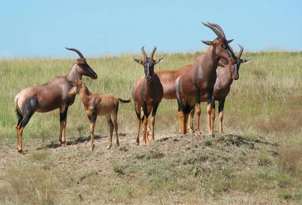 Afrika Kenya Topi Antilopok — Stock Fotó