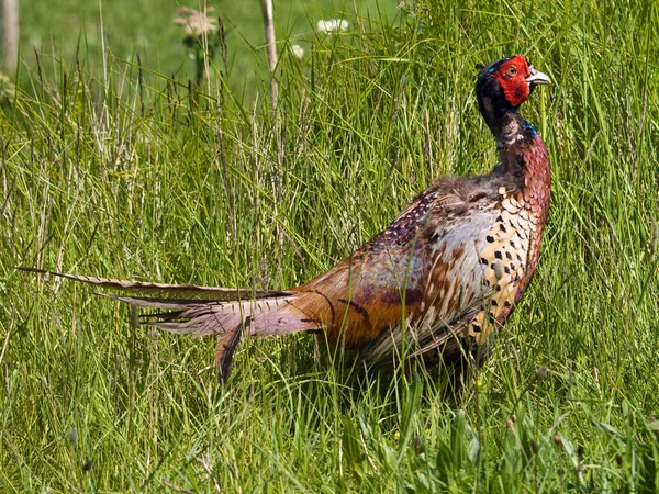 Vacker Utsikt Över Fasan Fågel — Stockfoto