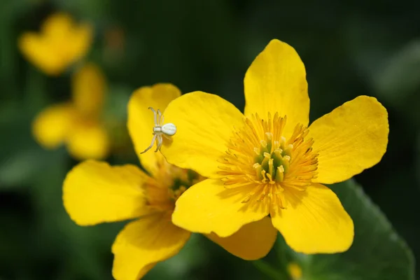 Pająk Sumpfdotterblume — Zdjęcie stockowe