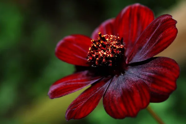 the flower smells of chocolate milk chocolate,of course not only the bees are attracted ... but also the avid photographer.