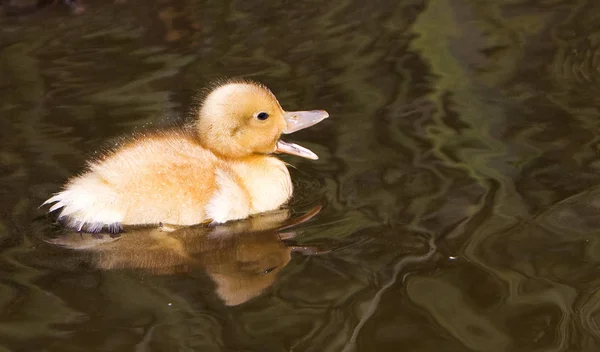 Schilderachtig Uitzicht Prachtige Vogel Natuur — Stockfoto