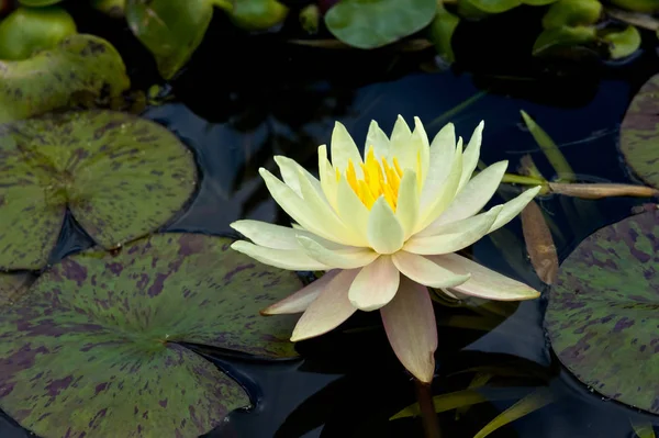 Closeup View Beautiful Lily Flower — Stock Photo, Image