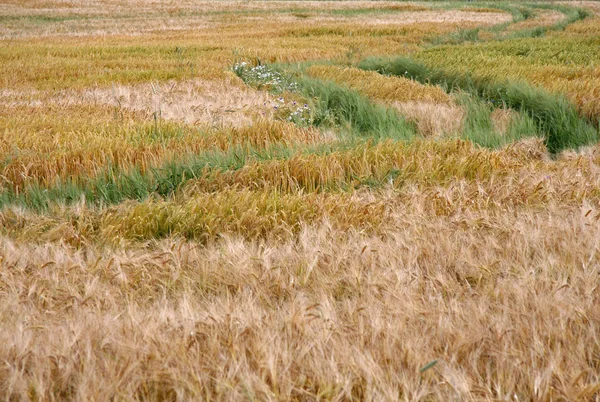 Blick Auf Maisfeld Landwirtschaftliches Konzept — Stockfoto