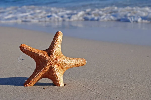 Sea Animal Marine Starfish — Stock Photo, Image