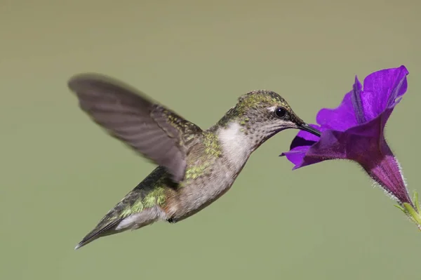 Colibrì Dalla Gola Rubino Giovanile — Foto Stock