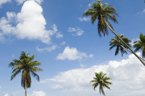 Group Palm Trees Taken Samoa — Stock Photo, Image