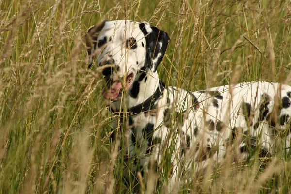 Hond Het Veld — Stockfoto