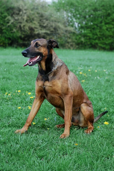 Vista Panoramica Del Cane Cucciolo Carino — Foto Stock