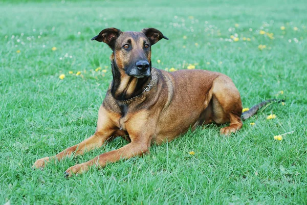 Porträt Eines Süßen Hundes — Stockfoto