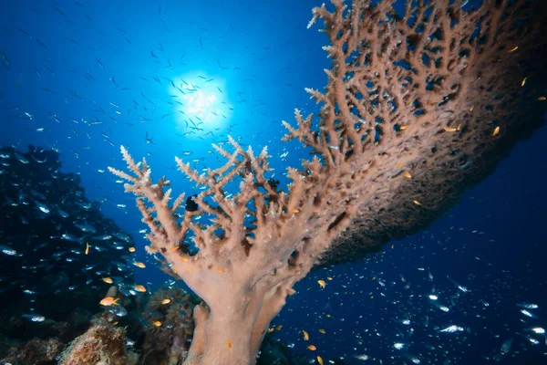 Océano Sol Pesca — Foto de Stock