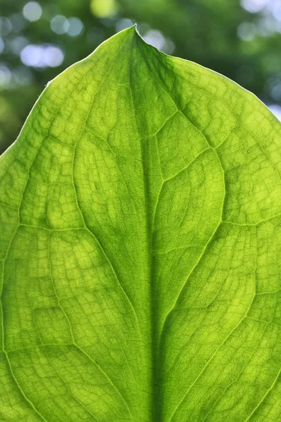 Зеленые Листья Растительность Ботаника — стоковое фото