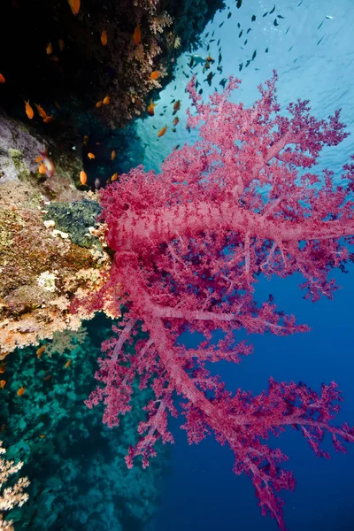 Oceano Peixes Corais — Fotografia de Stock