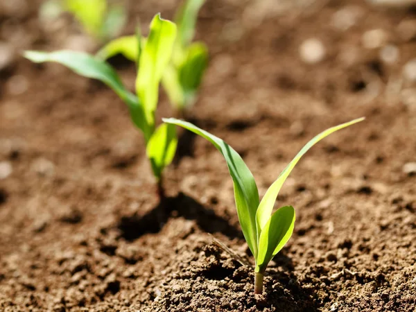 Young Corn Crops Stalk — Stock Photo, Image