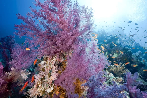 Modrý Hluboký Oceán Slunce Ryby — Stock fotografie