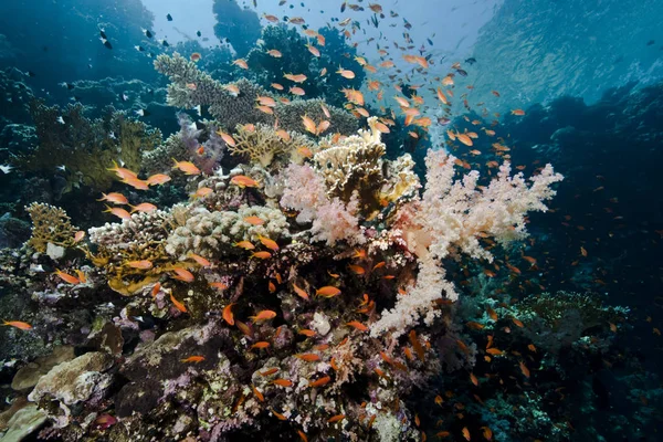 Óceán Hal Korall — Stock Fotó