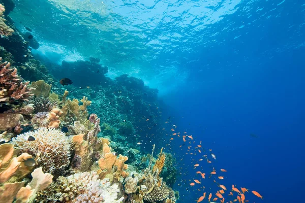 Hav Fisk Och Korall — Stockfoto