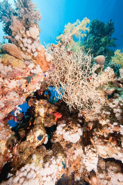 Mavi Derin Okyanus Güneş Balık — Stok fotoğraf