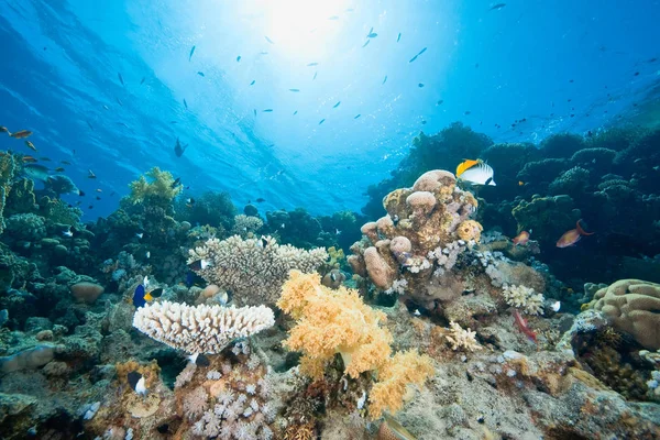 Bleu Océan Profond Soleil Poisson — Photo