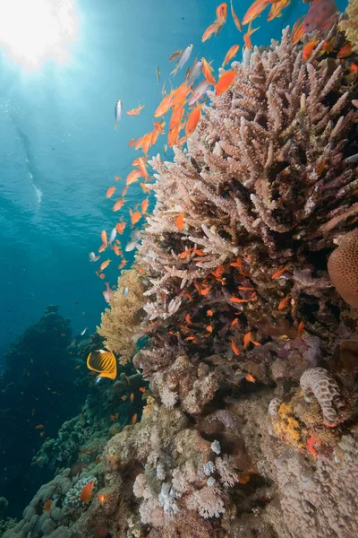 Oceano Sole Pesce — Foto Stock