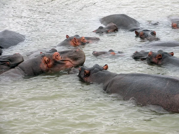 Mamíferos Hipopótamos Animales Hipopótamos —  Fotos de Stock