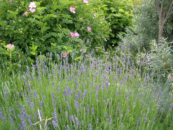 Lavanda Rosa Selvagem — Fotografia de Stock