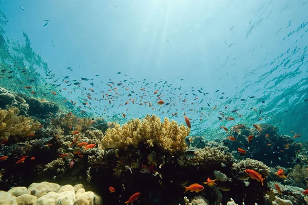 Océans Soleil Poissons — Photo