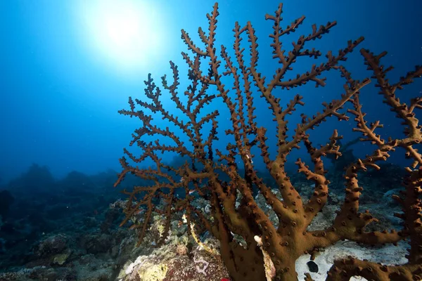 Ωκεανός Ήλιος Και Κοράλλι — Φωτογραφία Αρχείου