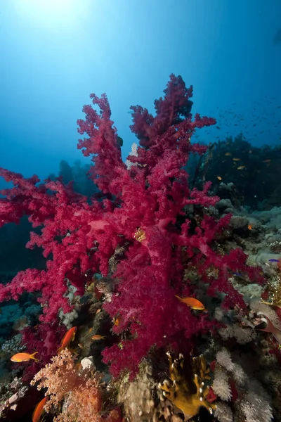 Océano Sol Pesca — Foto de Stock