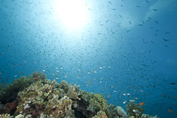 Meer Sonne Und Fische — Stockfoto