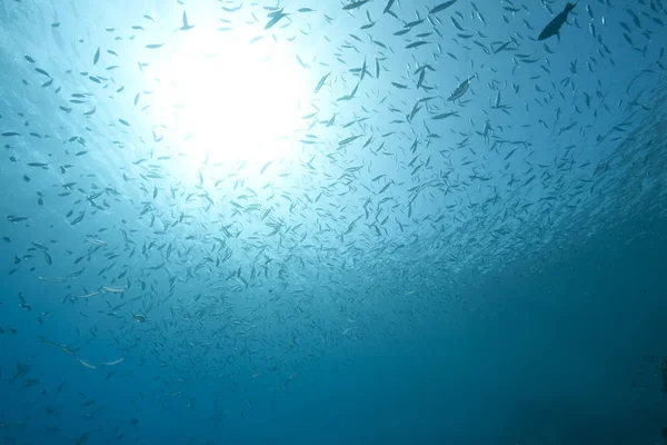 海洋生物や海水生物 — ストック写真