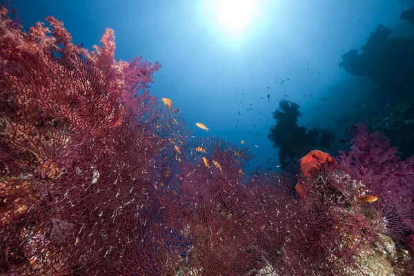 Okyanus Güneş Mercan — Stok fotoğraf