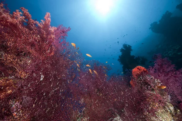 Océano Sol Coral — Foto de Stock