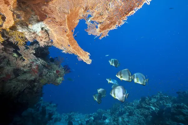 Oceano Pesci Spada Orbicolari — Foto Stock