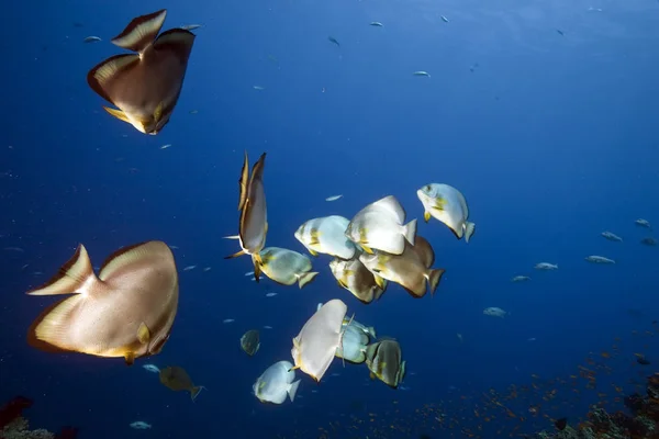 Ocean Orbicular Spadefish — Stock Photo, Image