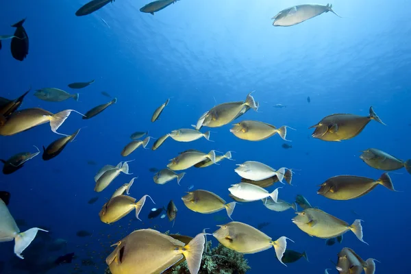 Oceano Azul Profundo Subaquático Vida Marinha — Fotografia de Stock