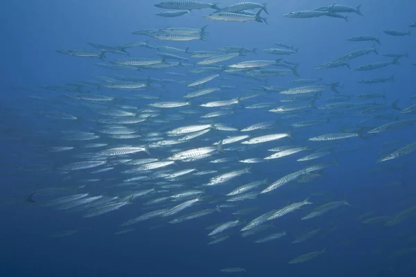 Onderwaterfoto Barracuda Zwemmen Water — Stockfoto